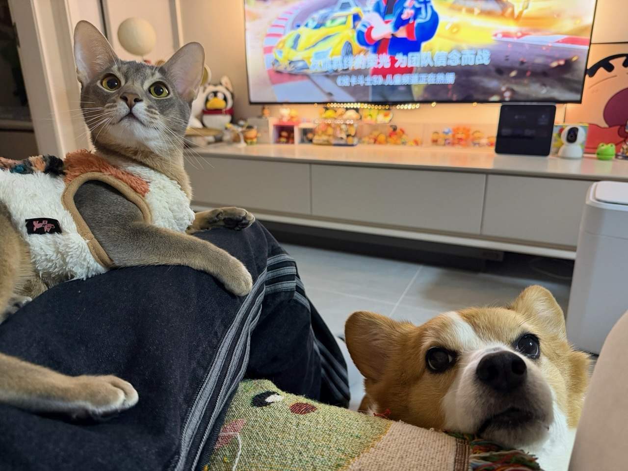 和猫猫朋友们的日常