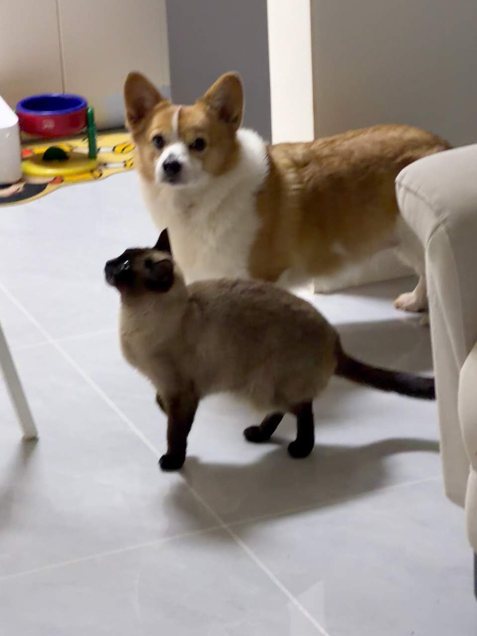 和猫猫朋友们的日常