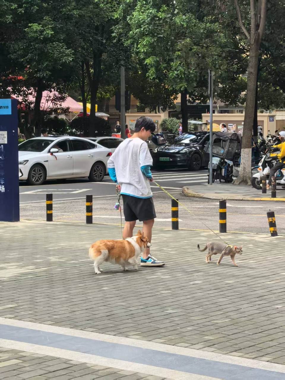 遛狗遛猫 双管齐下