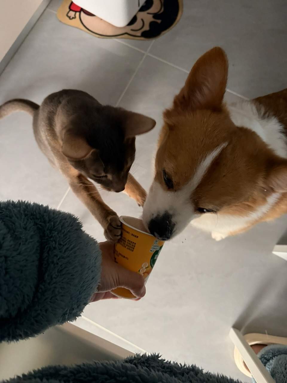 和猫猫朋友们的日常