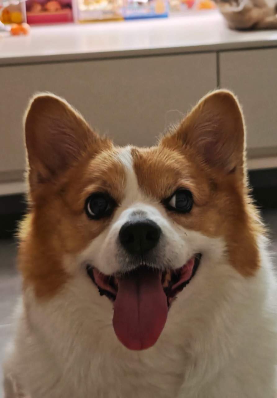 遛狗遛猫 双管齐下