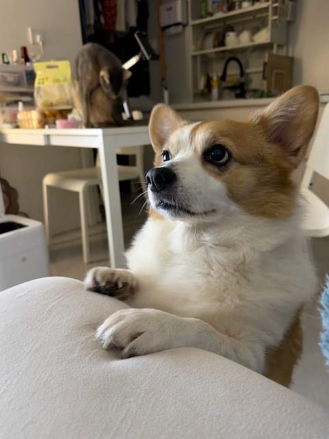 猫狗和谐